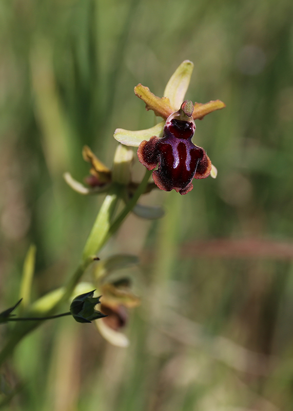 Da determinare 2 - Ophrys garganica